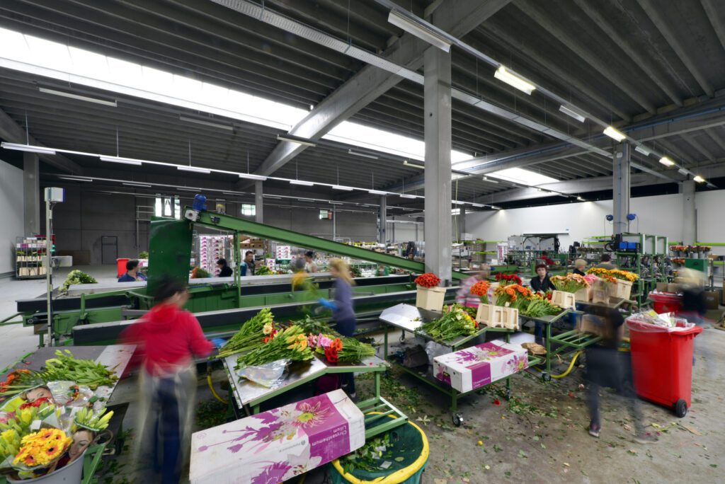 Celieplant-11184_17TBF-scaled