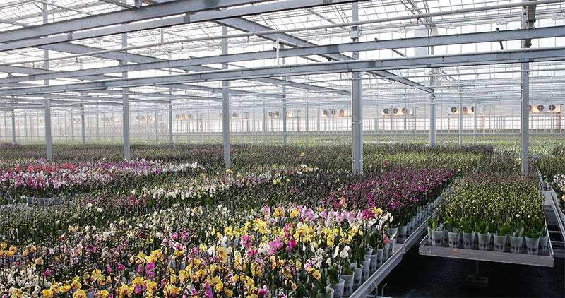 Klantvideo Celieplant/Bouquetnet